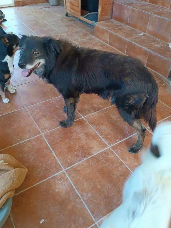 Manolo - Chien à adopter - photo 4
