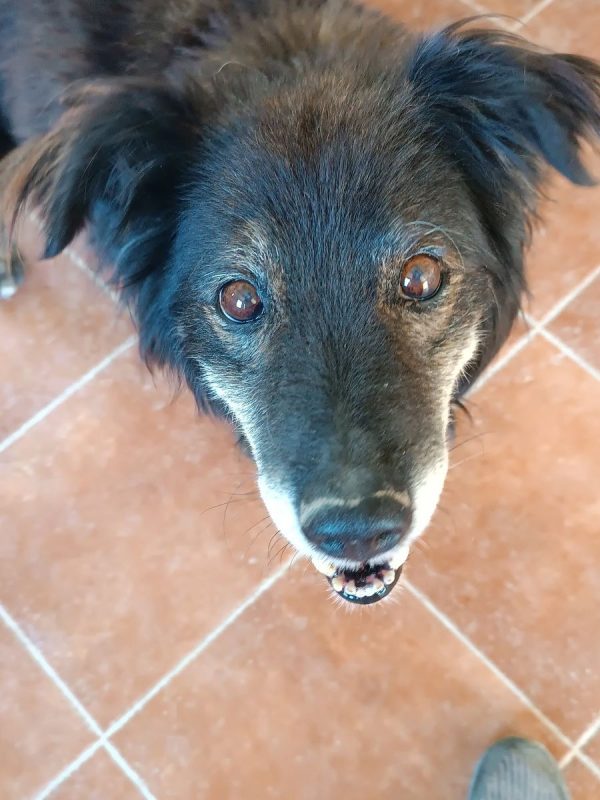 Manolo - Chien à adopter - photo 13