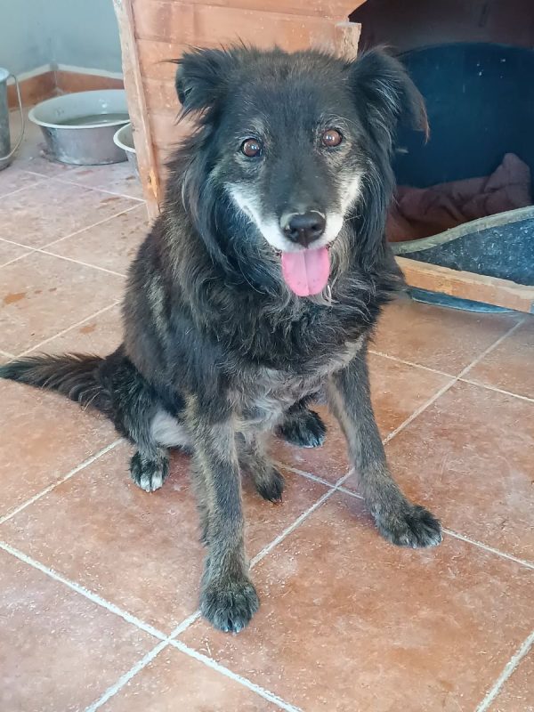 Manolo - Chien à adopter - photo 8
