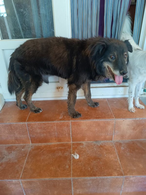 Manolo - Chien à adopter - photo 9