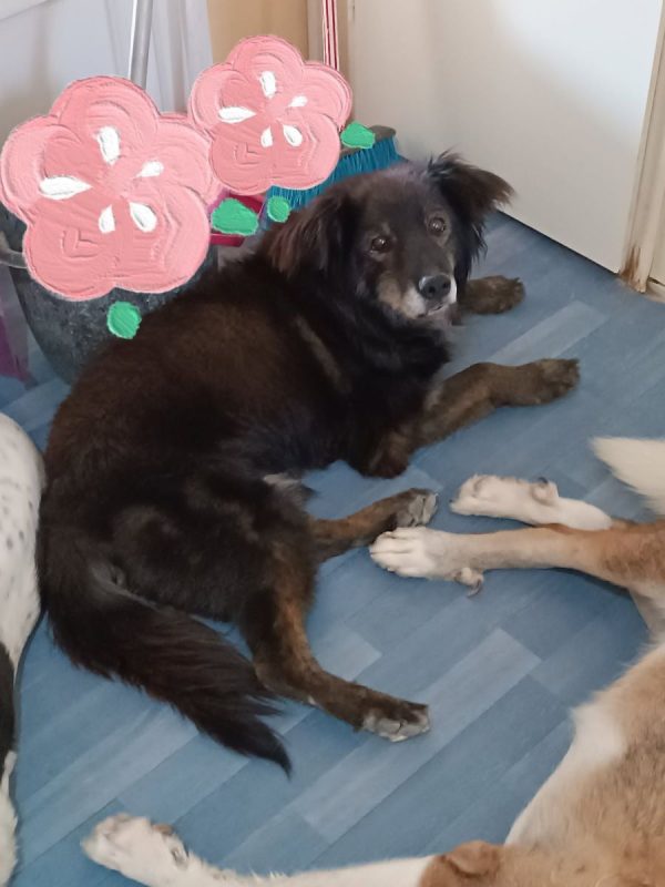 Manolo - Chien à adopter - photo 3