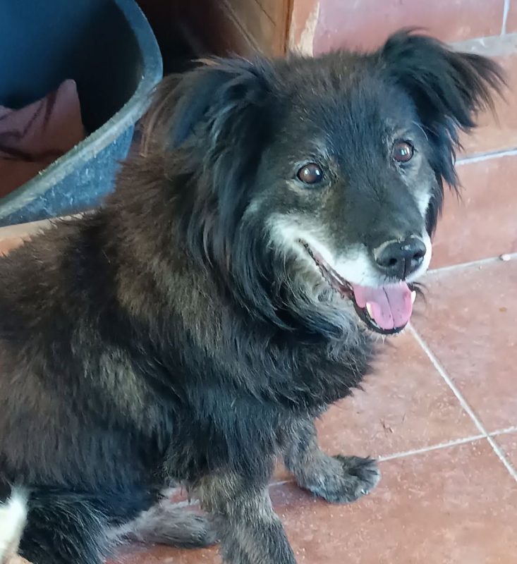 Manolo - Chien à adopter