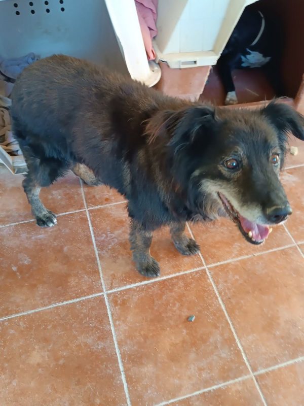 Manolo - Chien à adopter - photo 6