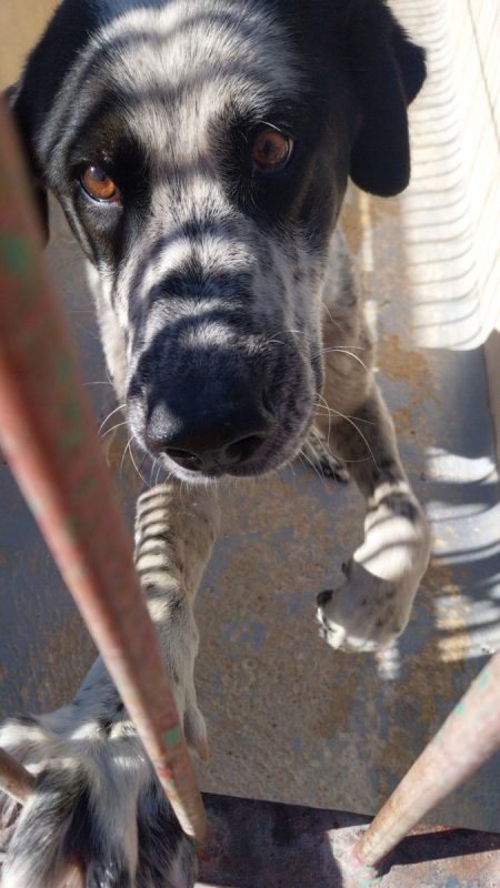 HARO - Chien Mâtin Espagnol à adopter - photo 6