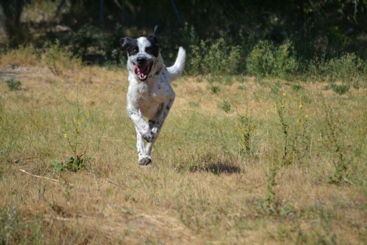 HARO - Chien Mâtin Espagnol à adopter - photo 7