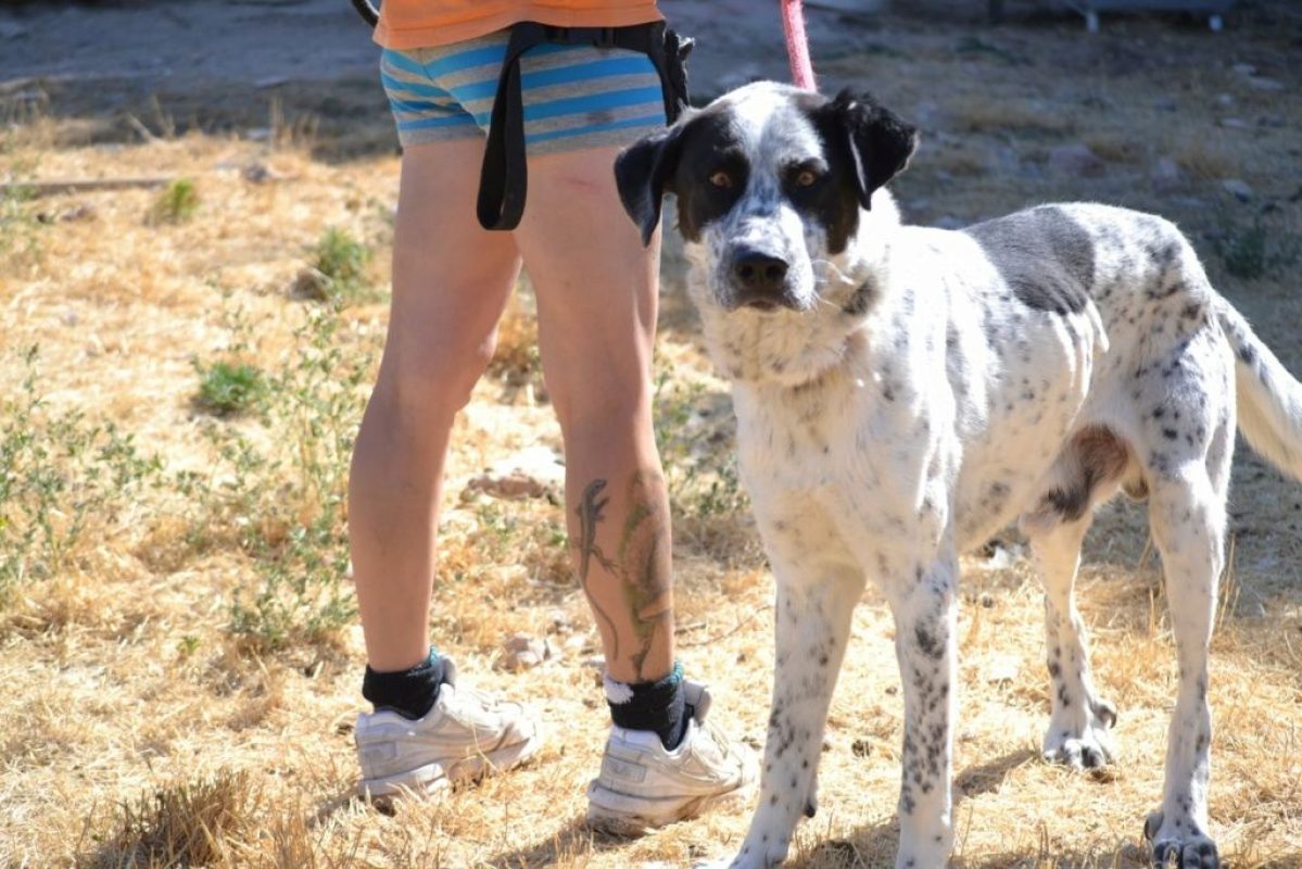 HARO - Chien Mâtin Espagnol à adopter - photo 5