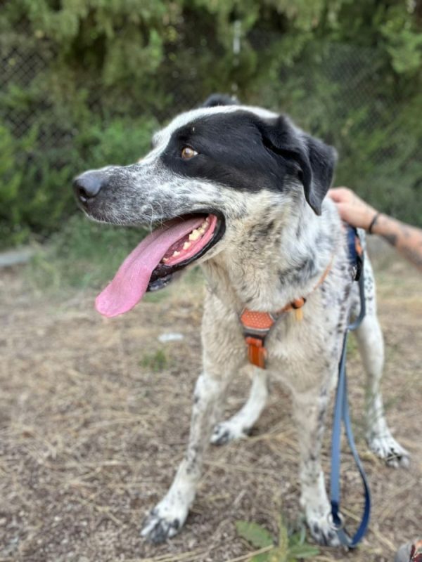 HARO - Chien Mâtin Espagnol à adopter - photo 2