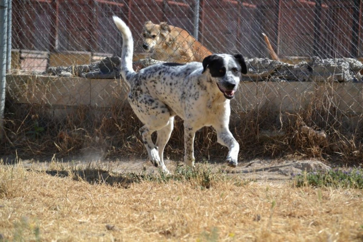 HARO - Chien Mâtin Espagnol à adopter - photo 8