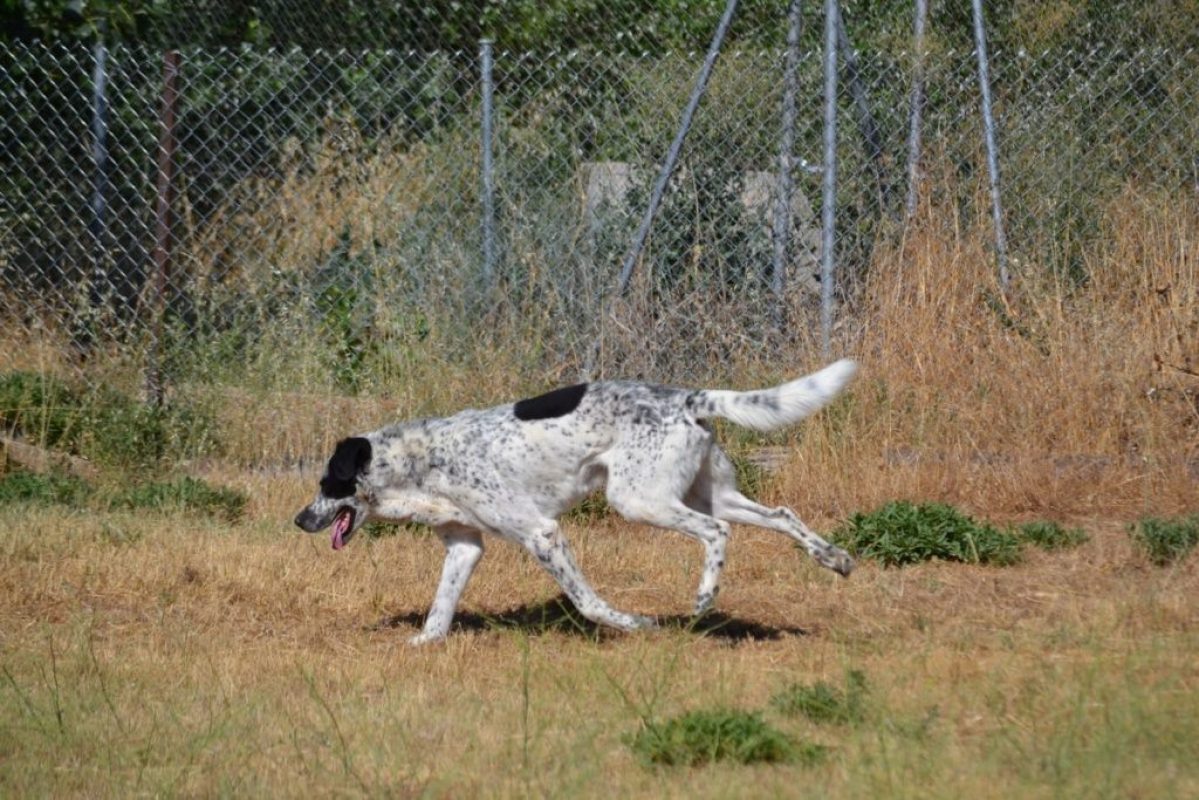 HARO - Chien Mâtin Espagnol à adopter - photo 3
