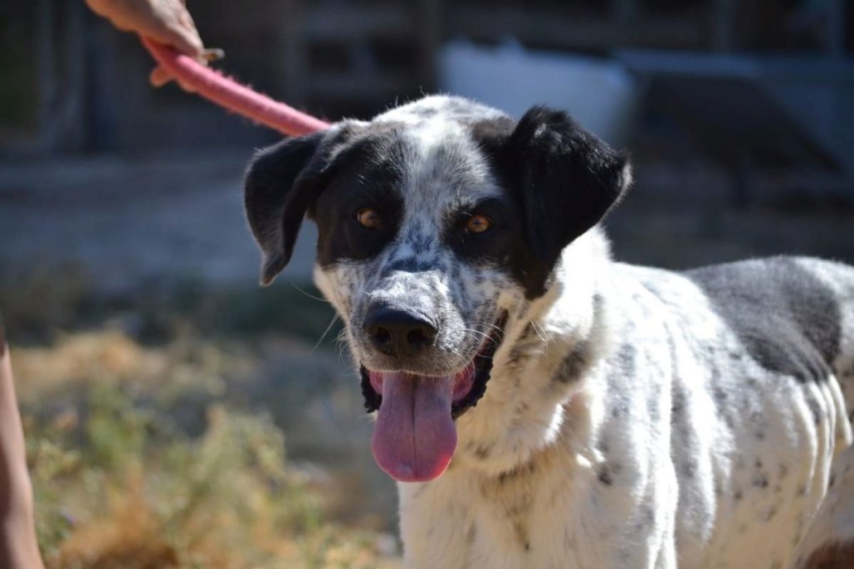 HARO - Chien Mâtin Espagnol à adopter