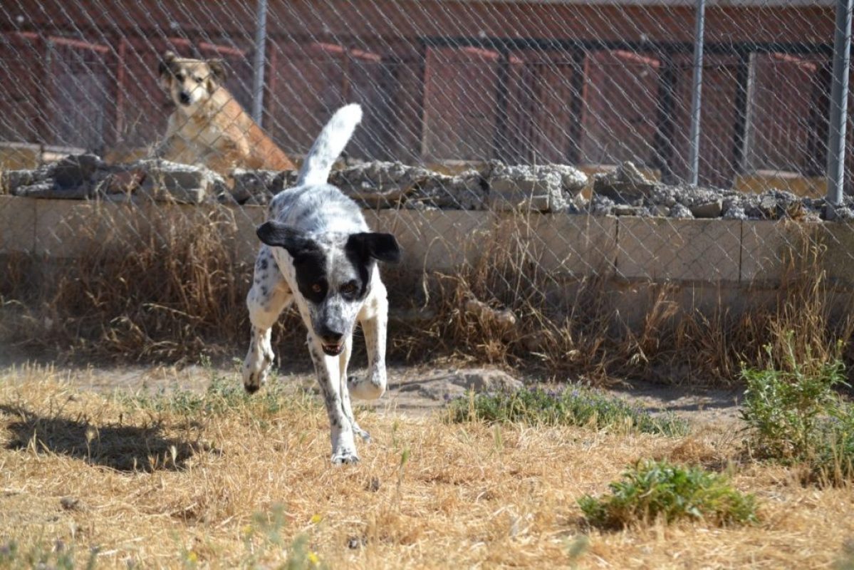 HARO - Chien Mâtin Espagnol à adopter - photo 4