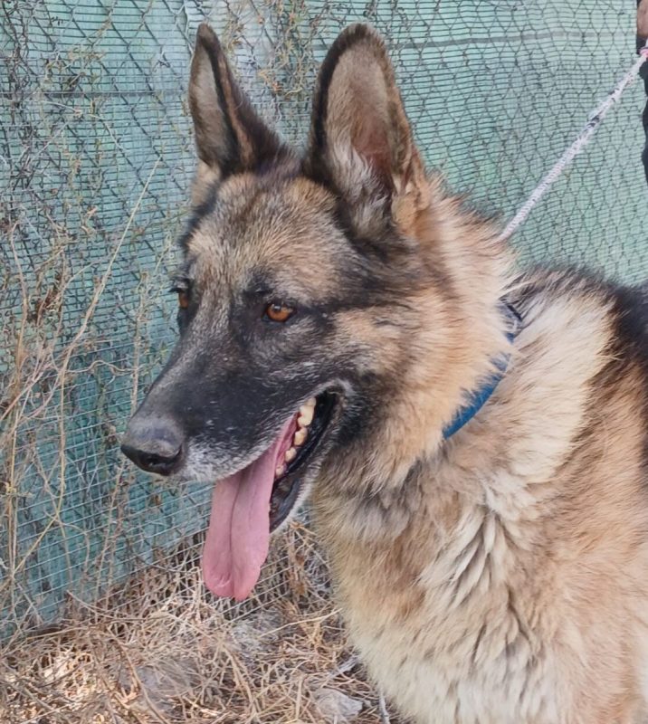 Ben - Chien Berger Allemand à adopter