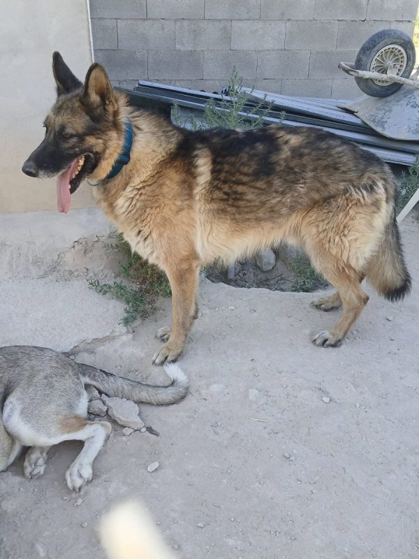 Ben - Chien Berger Allemand à adopter - photo 2
