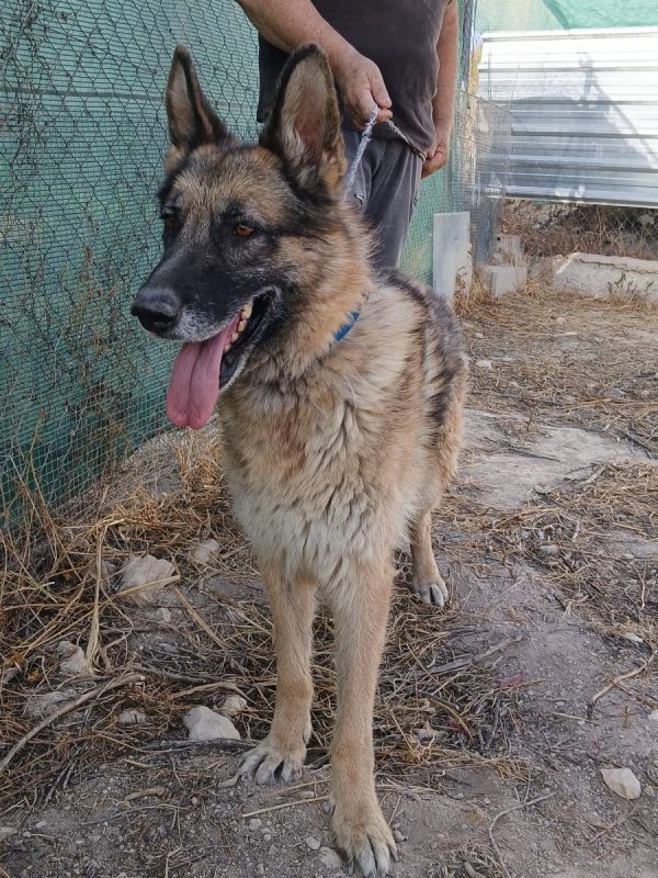 Ben - Chien Berger Allemand à adopter - photo 4