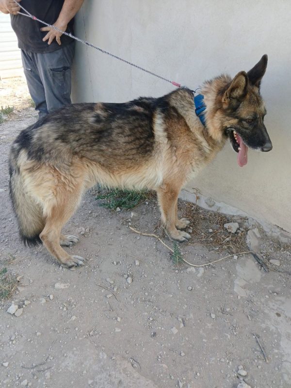 Ben - Chien Berger Allemand à adopter - photo 3