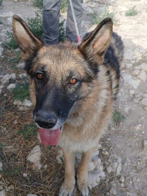 Ben - Chien Berger Allemand à adopter - photo 5