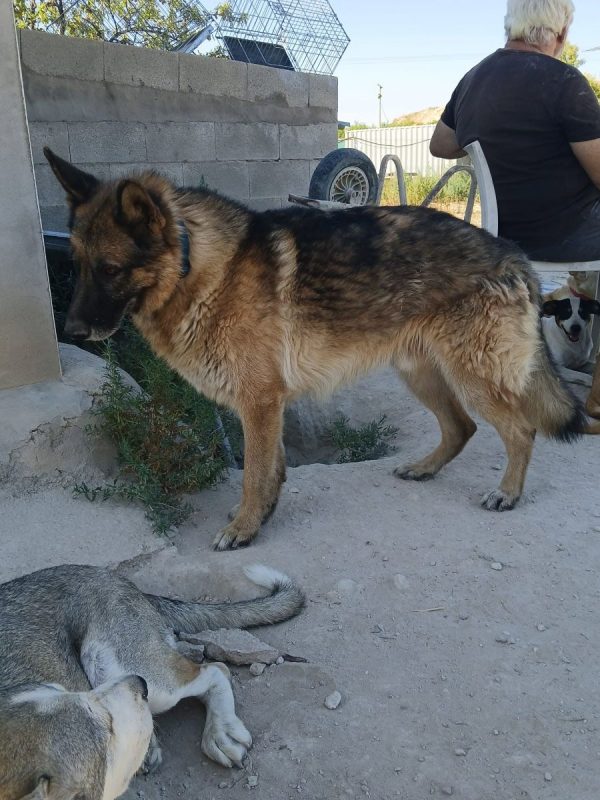 Ben - Chien Berger Allemand à adopter - photo 6