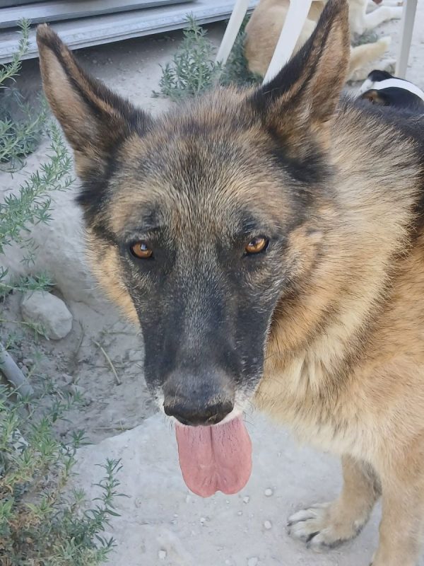 Ben - Chien Berger Allemand à adopter - photo 12