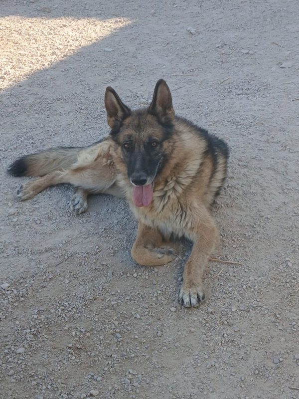 Ben - Chien Berger Allemand à adopter - photo 8