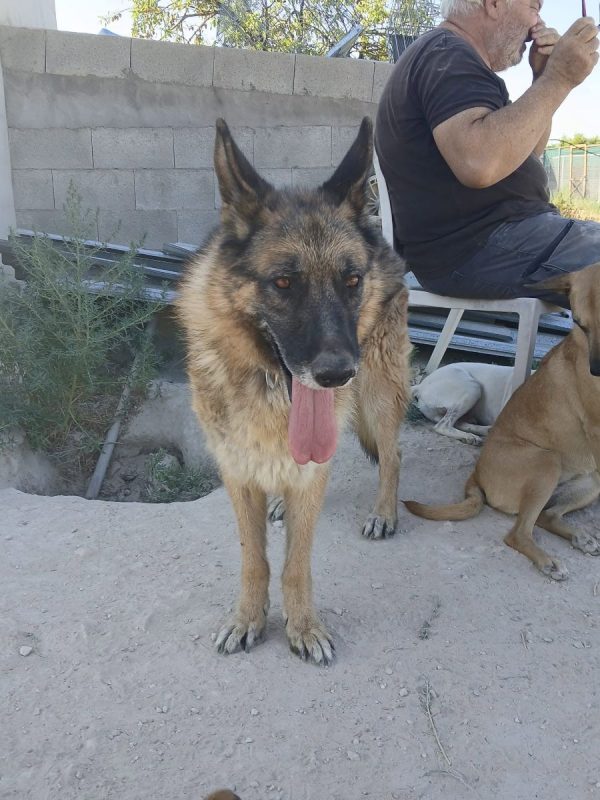 Ben - Chien Berger Allemand à adopter - photo 11