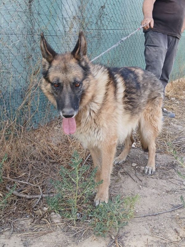 Ben - Chien Berger Allemand à adopter - photo 7