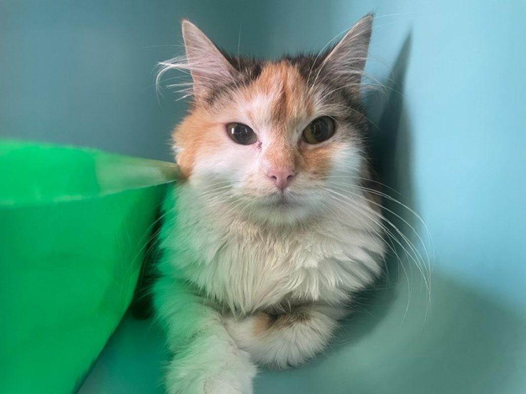 Hope - Chat Européen à adopter