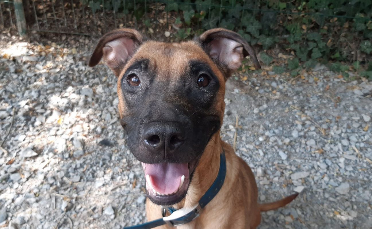 Vaiana - Chien Berger à adopter