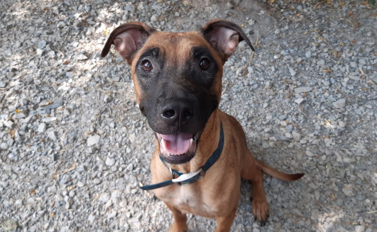 Vaiana - Chien Berger à adopter - photo 2