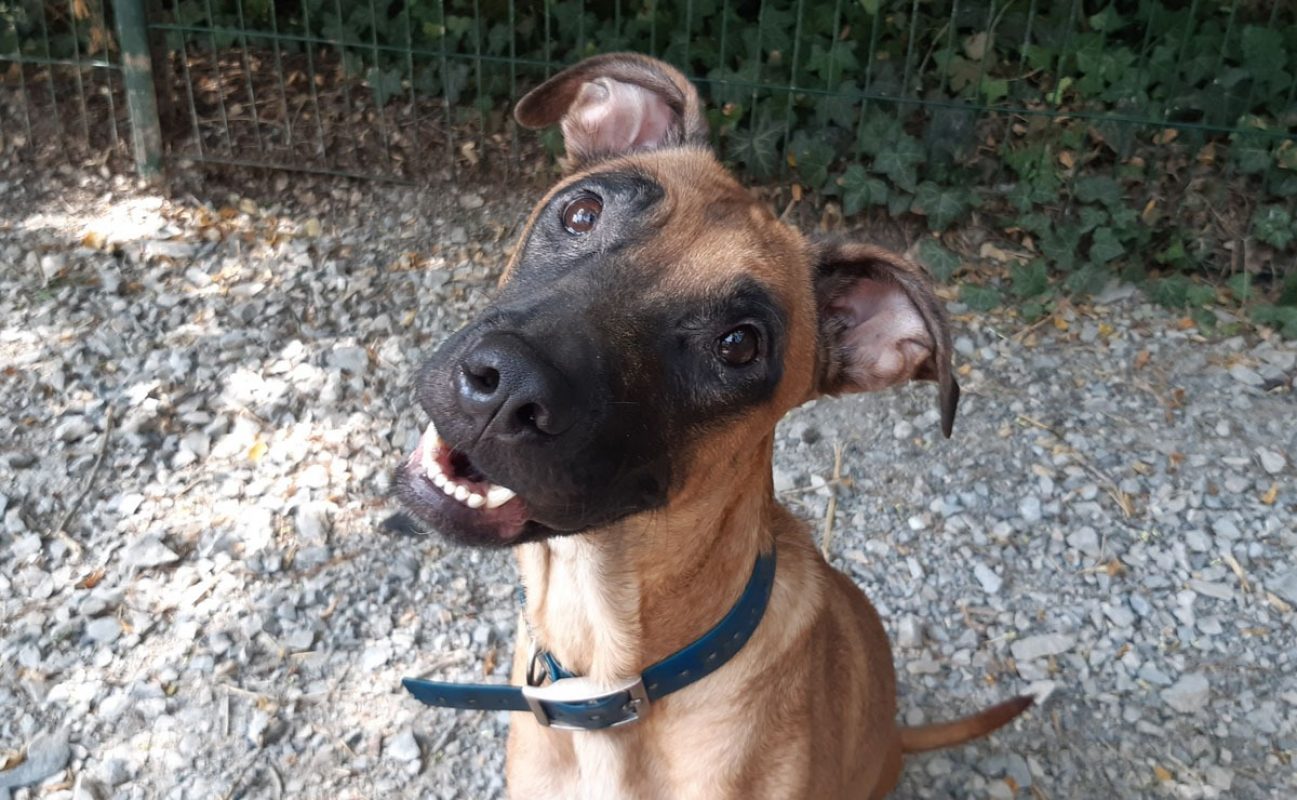 Vaiana - Chien Berger à adopter - photo 3