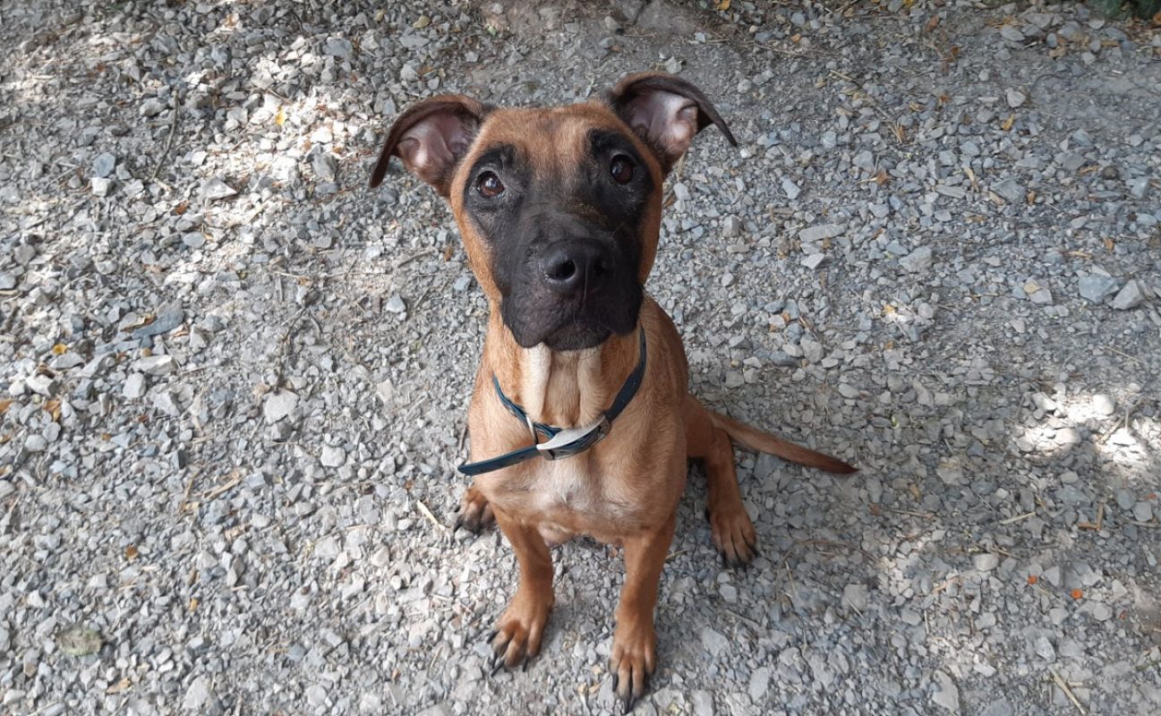 Vaiana - Chien Berger à adopter - photo 4