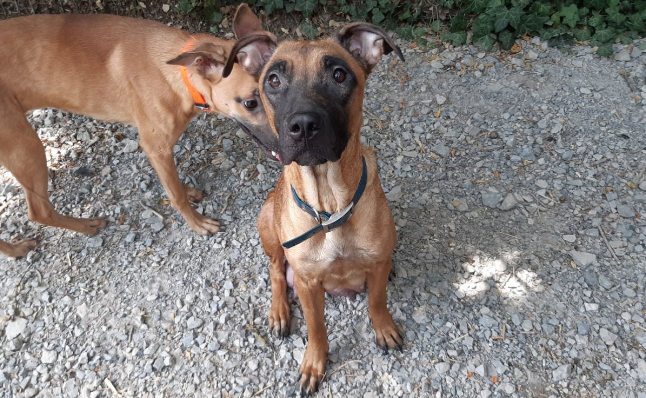 Vaiana - Chien Berger à adopter - photo 5