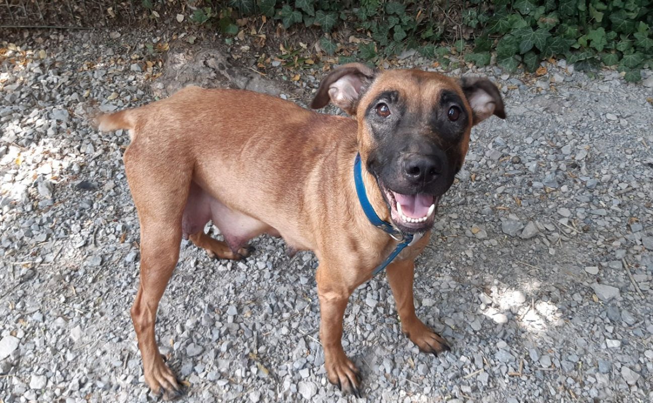 Vaiana - Chien Berger à adopter - photo 6