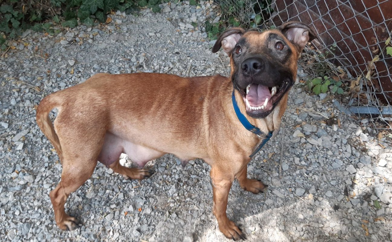 Vaiana - Chien Berger à adopter - photo 7