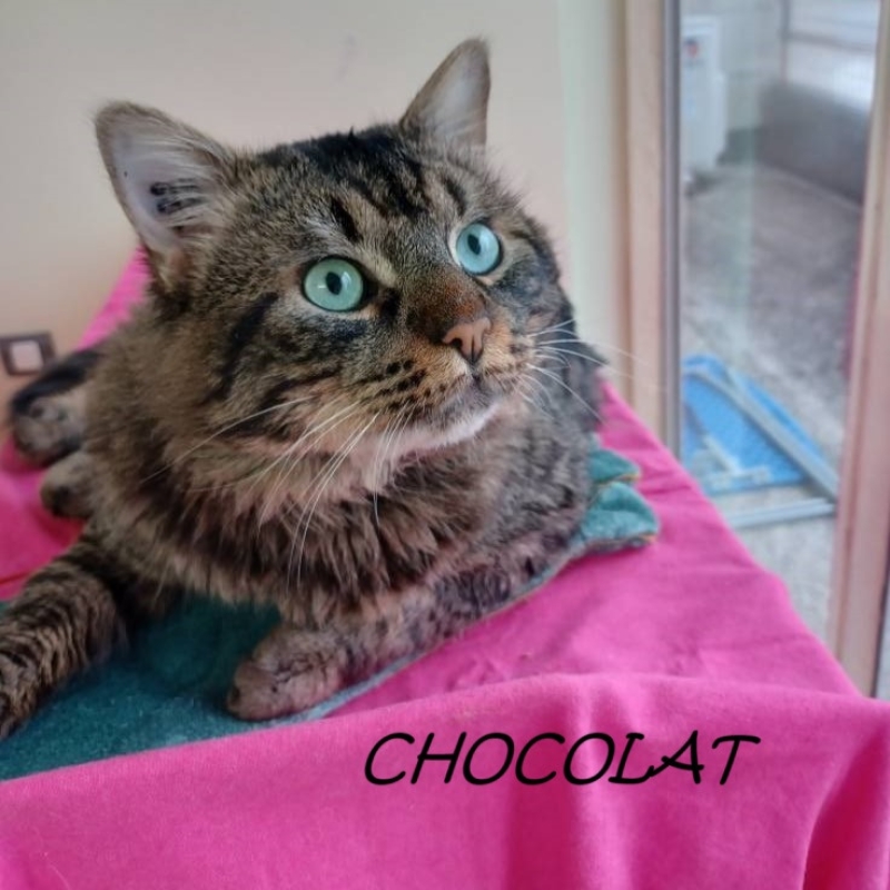 Photo de Chocolat