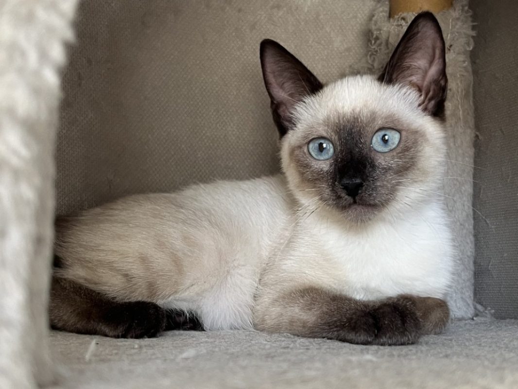 Barbalala - Chat Européen à adopter