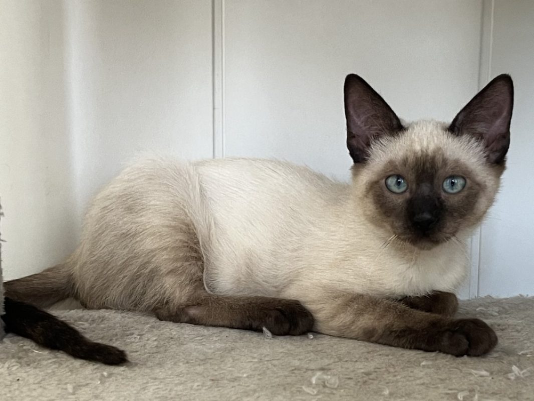 Barbidou - Chat Européen à adopter