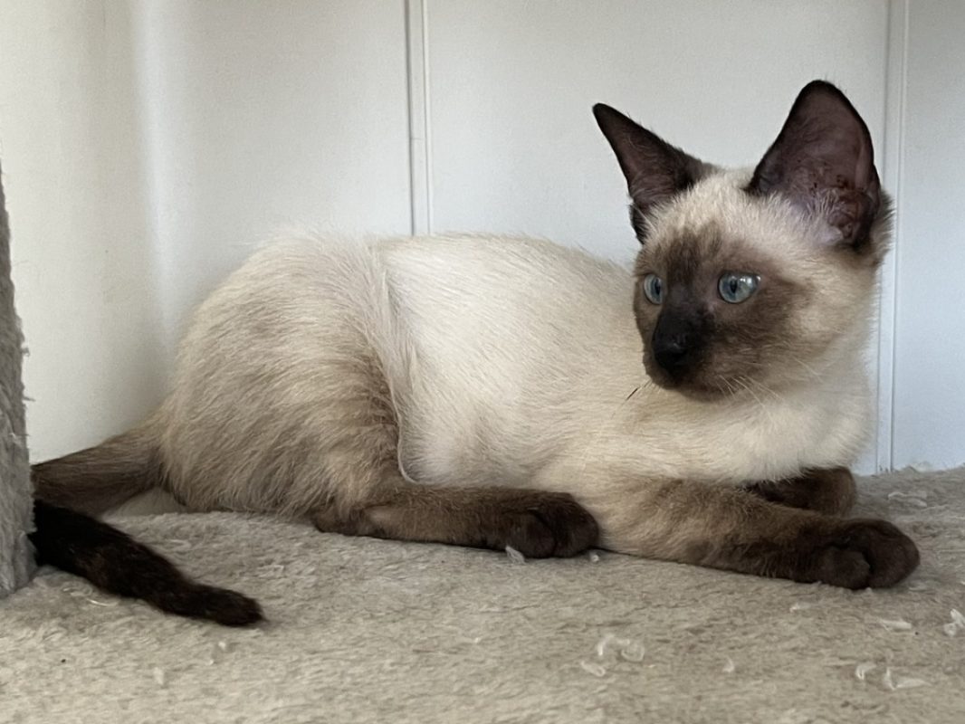Barbidou - Chat Européen à adopter - photo 2