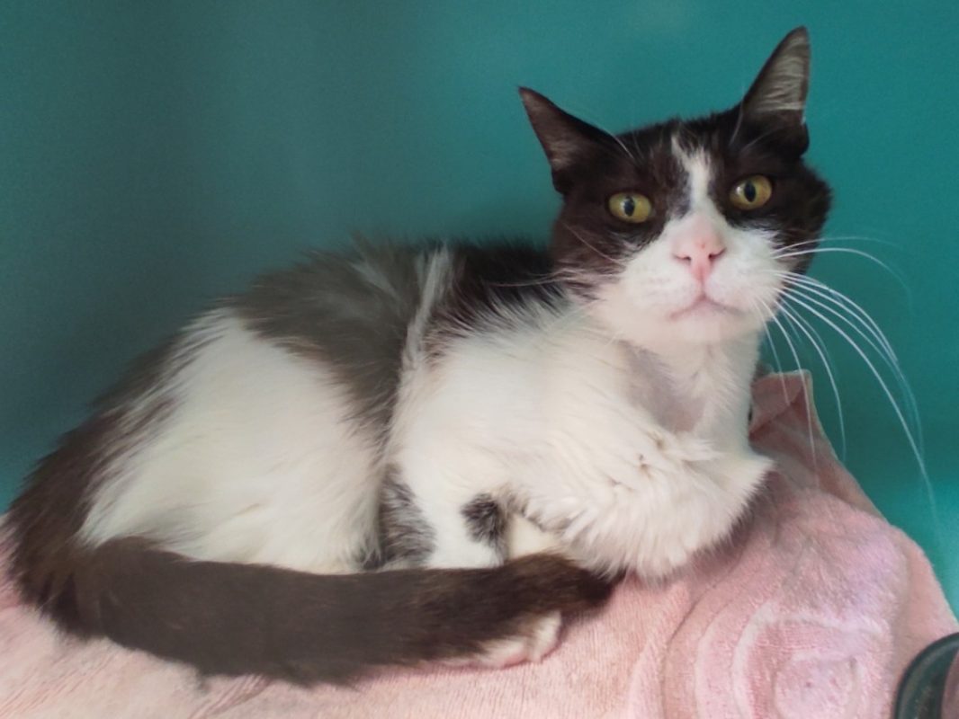Fifi - Chat Européen à adopter