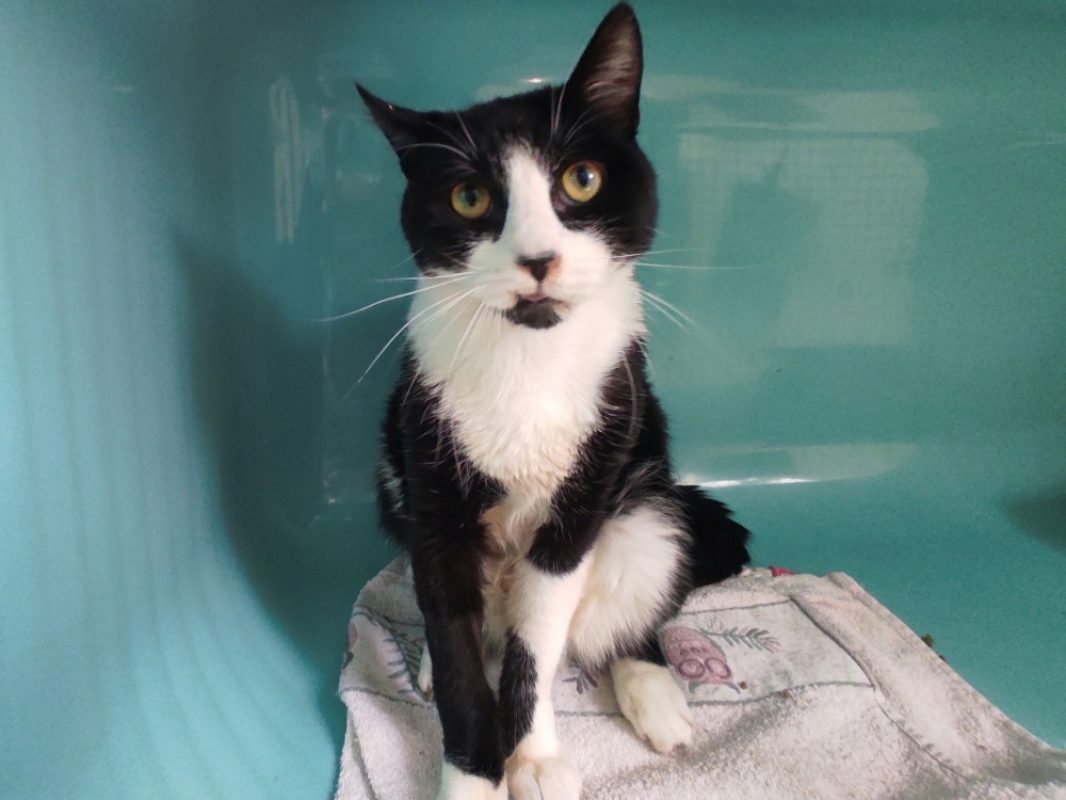 Winston - Chat Européen à adopter