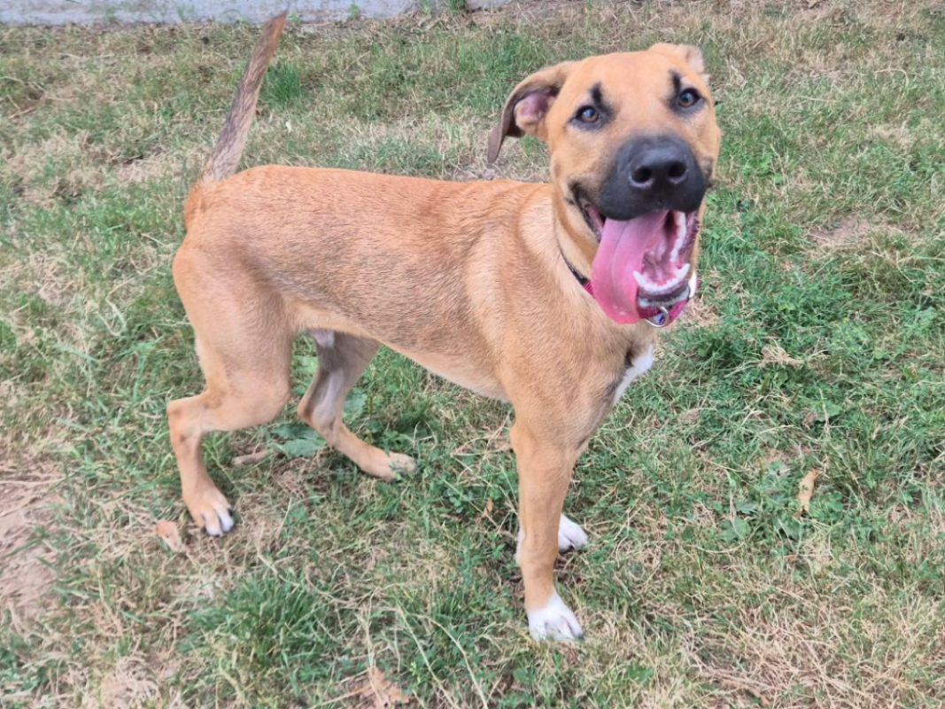 Ben - Chien Berger Belge Malinois à adopter