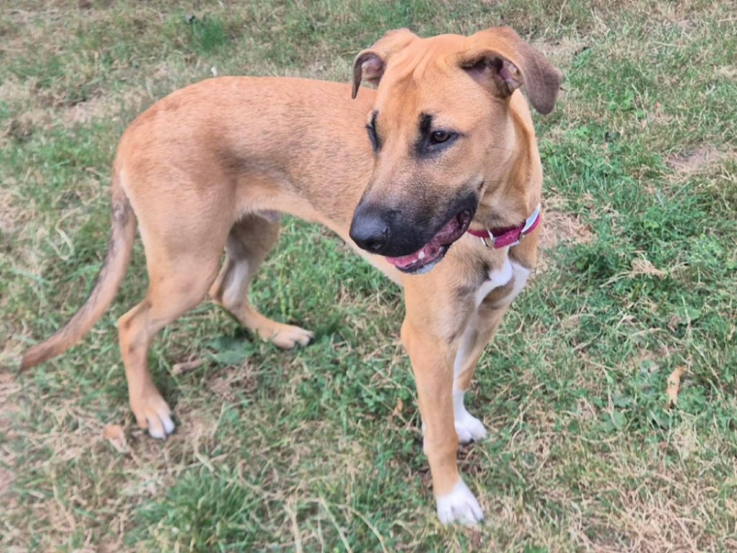Ben - Chien Berger Belge Malinois à adopter - photo 3