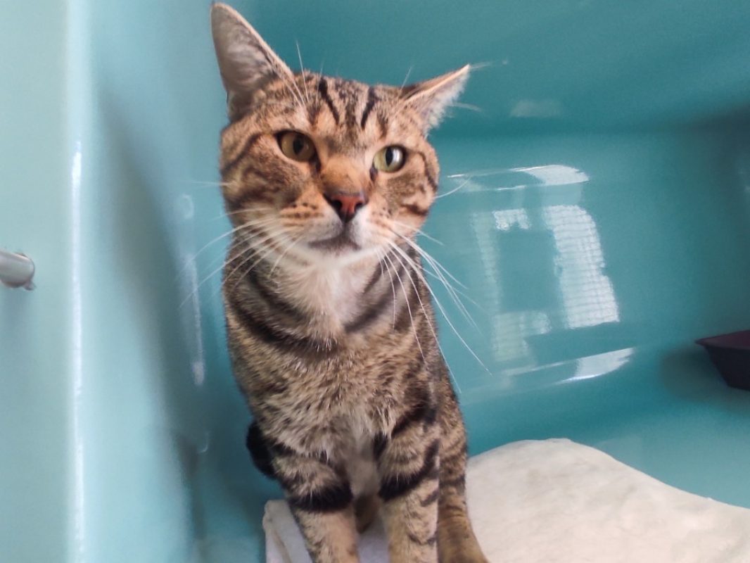 Amaury - Chat Européen à adopter