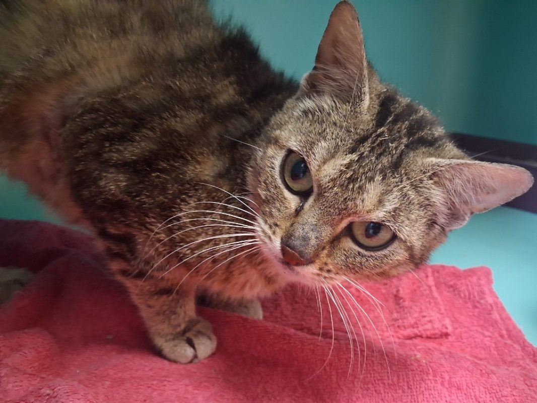 Penelope - Chat Européen à adopter