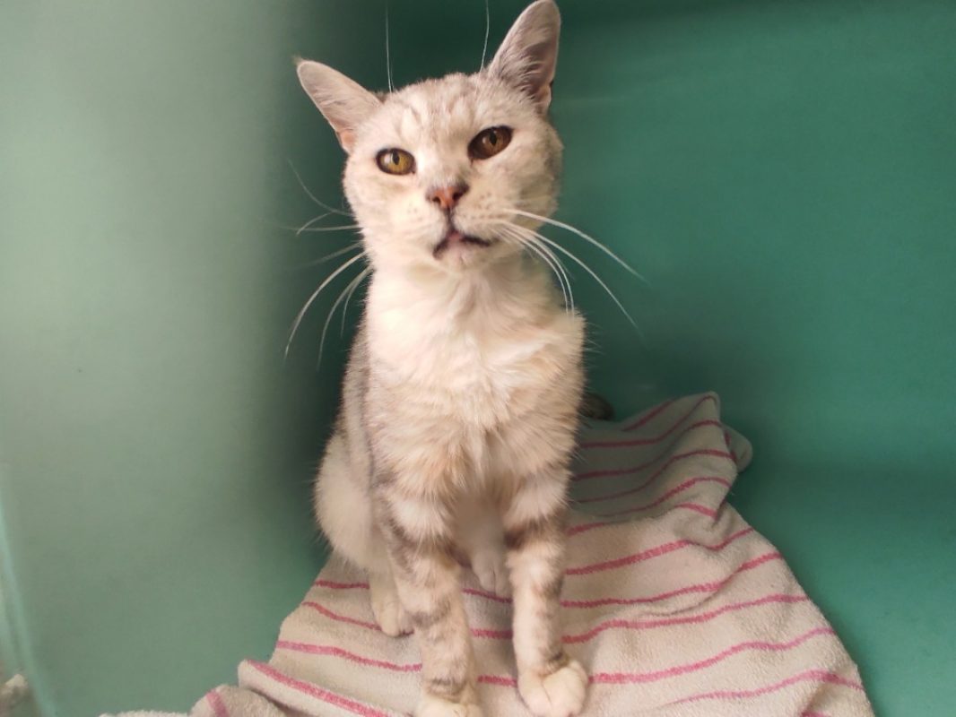 Kimie - Chat Européen à adopter