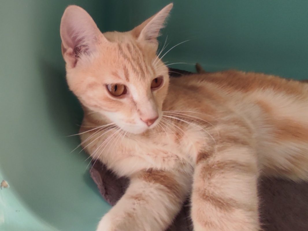 Mulouz - Chat Européen à adopter