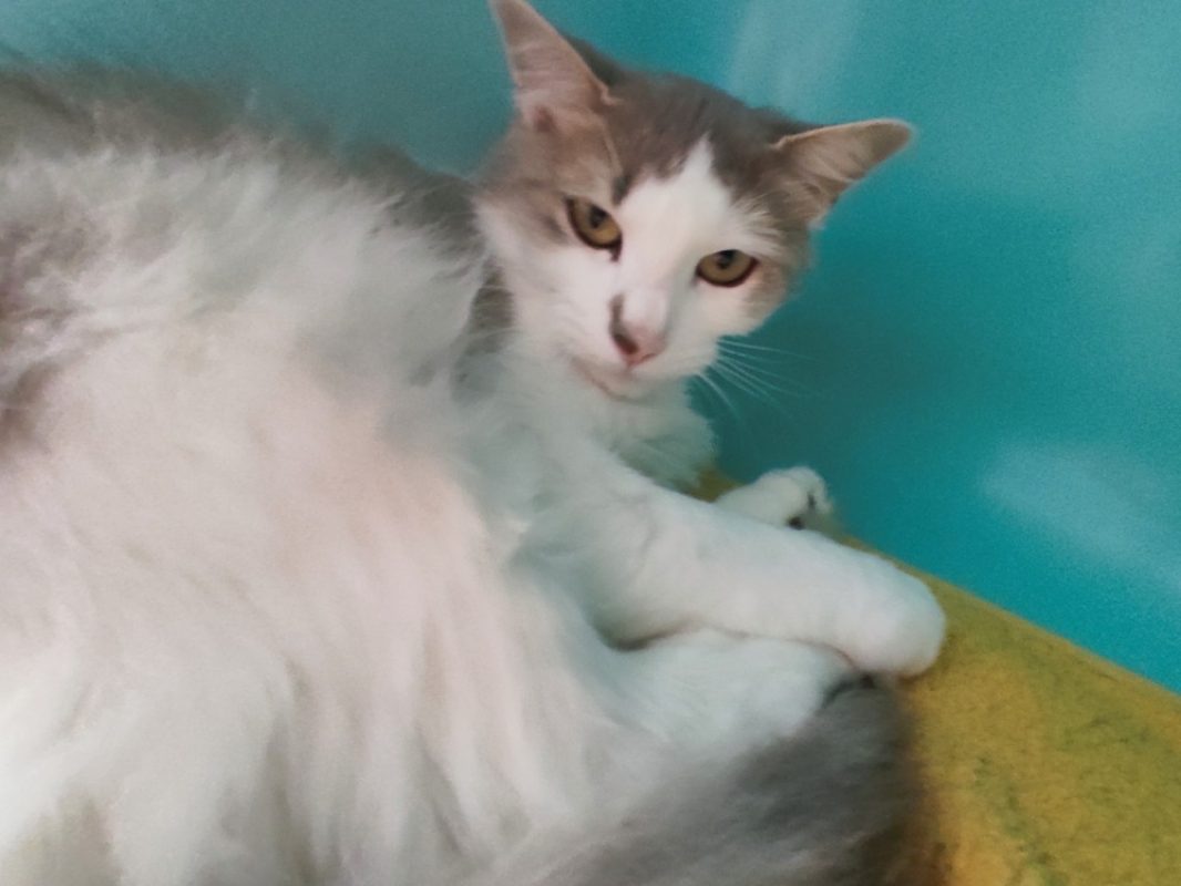 Pignata - Chat Européen à adopter