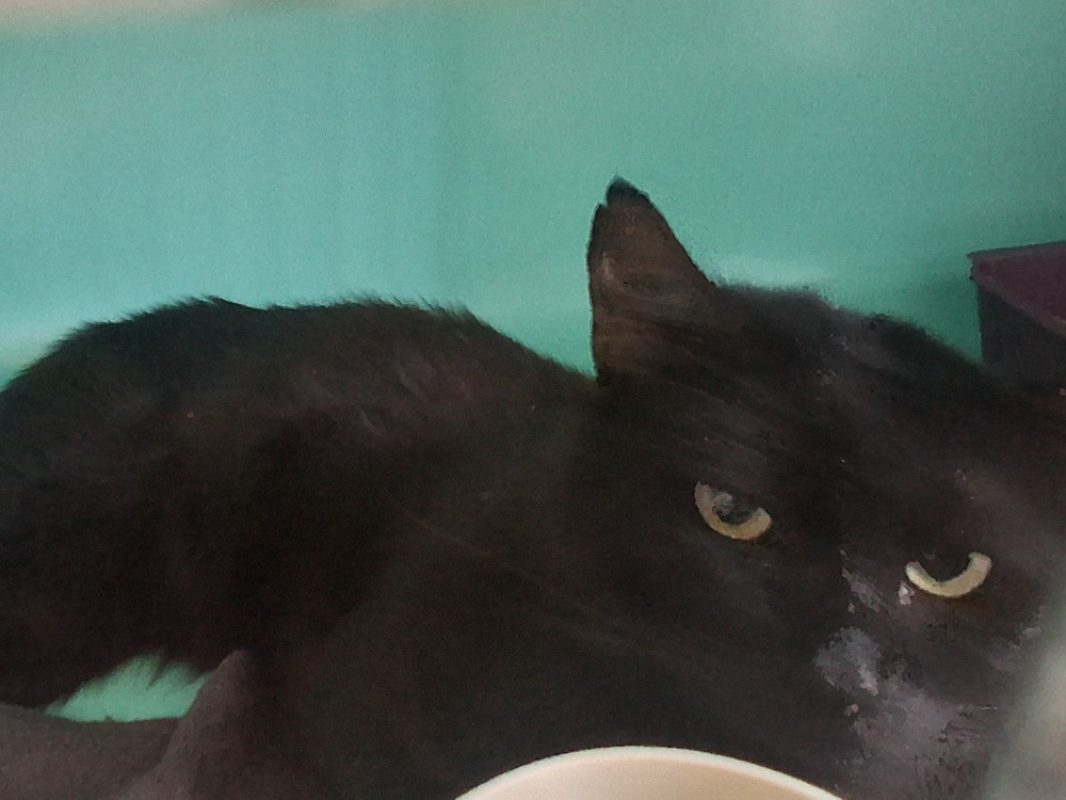 Medoc - Chat Européen à adopter
