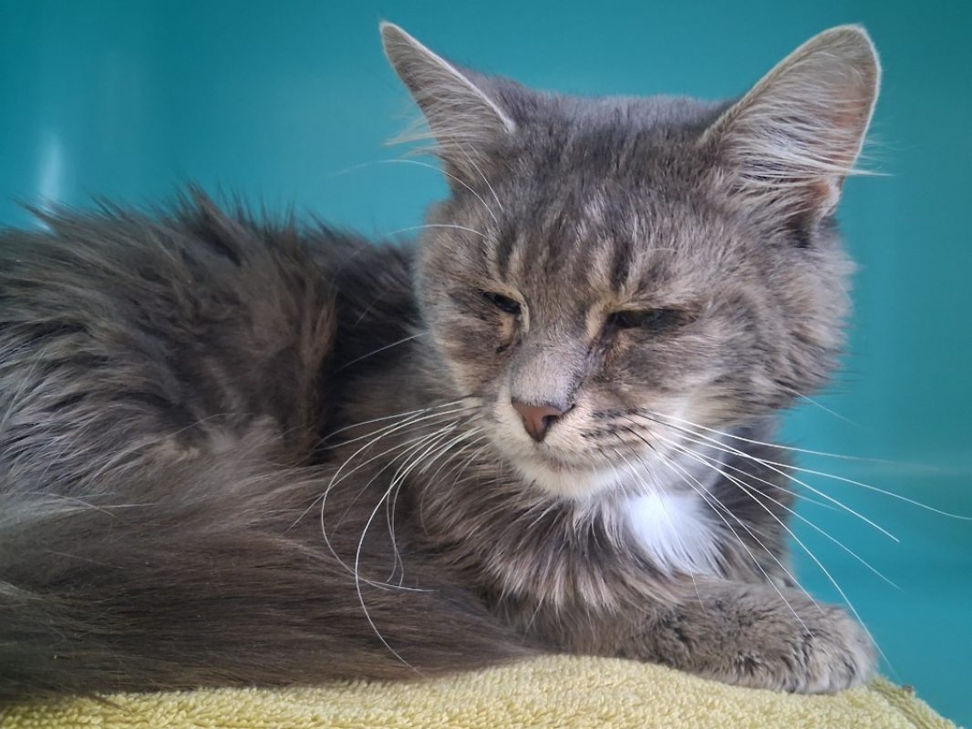 Sedono - Chat Européen à adopter