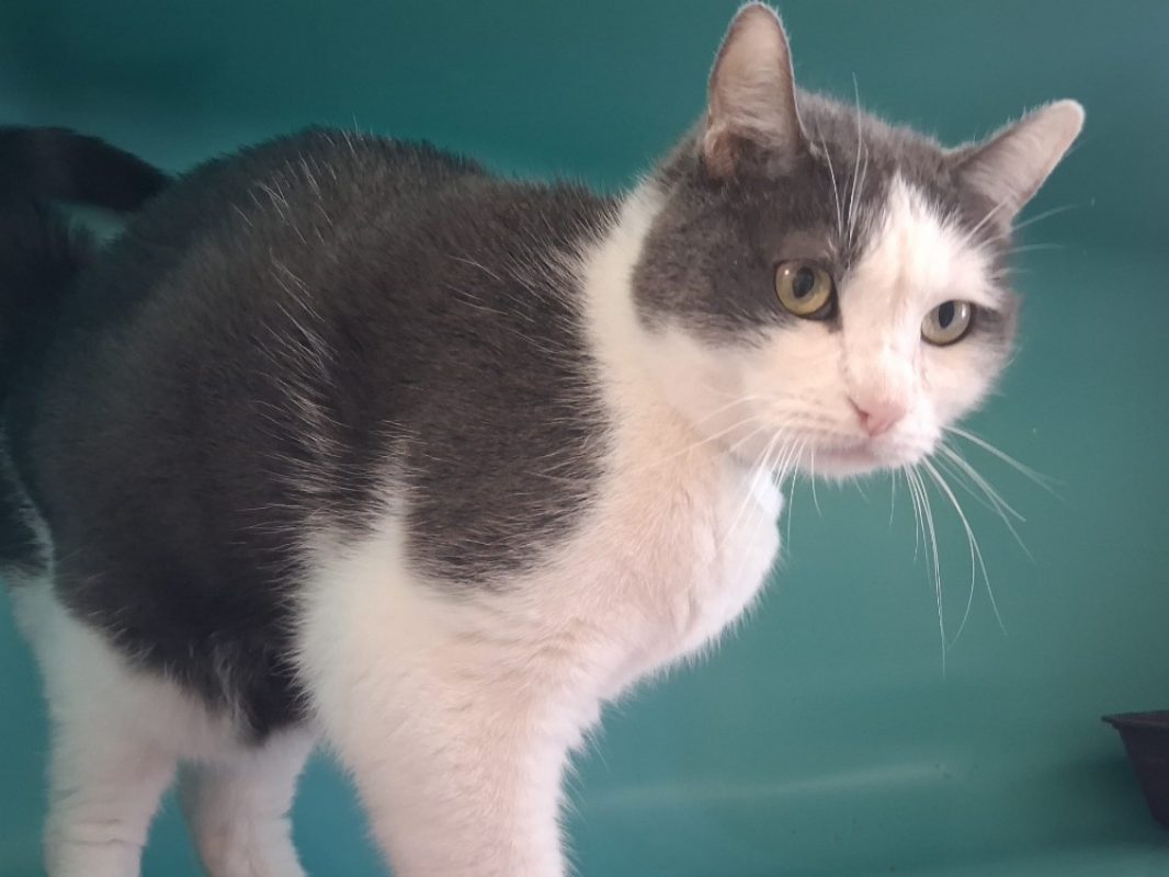 Mistigri - Chat Européen à adopter