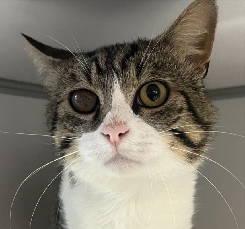 Alfred - Chat Européen à adopter